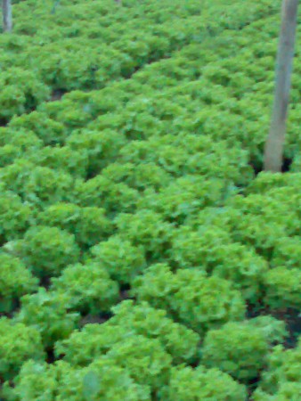 Alface frisada verde